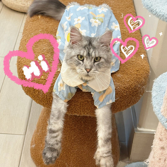 Elffie(阿飞)(ADOPTED)