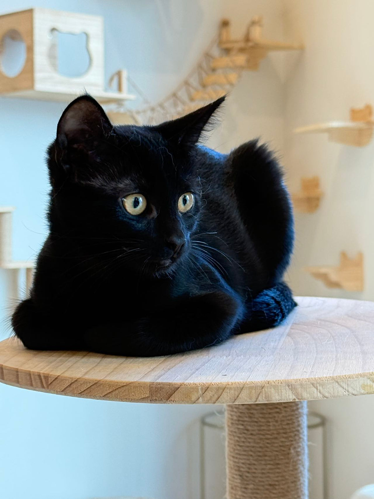 Shane(ADOPTED)