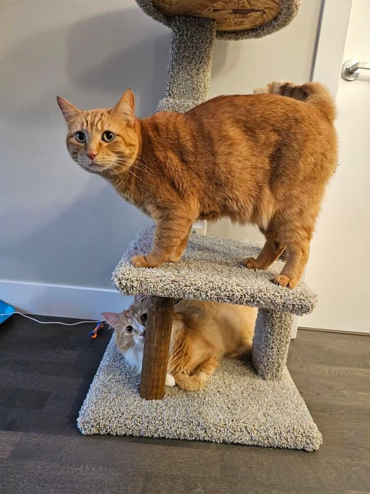 Harry The Cat (ADOPTED)