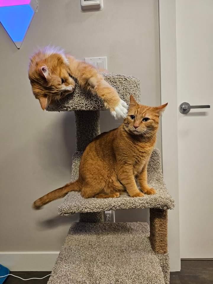 Harry The Cat (ADOPTED)