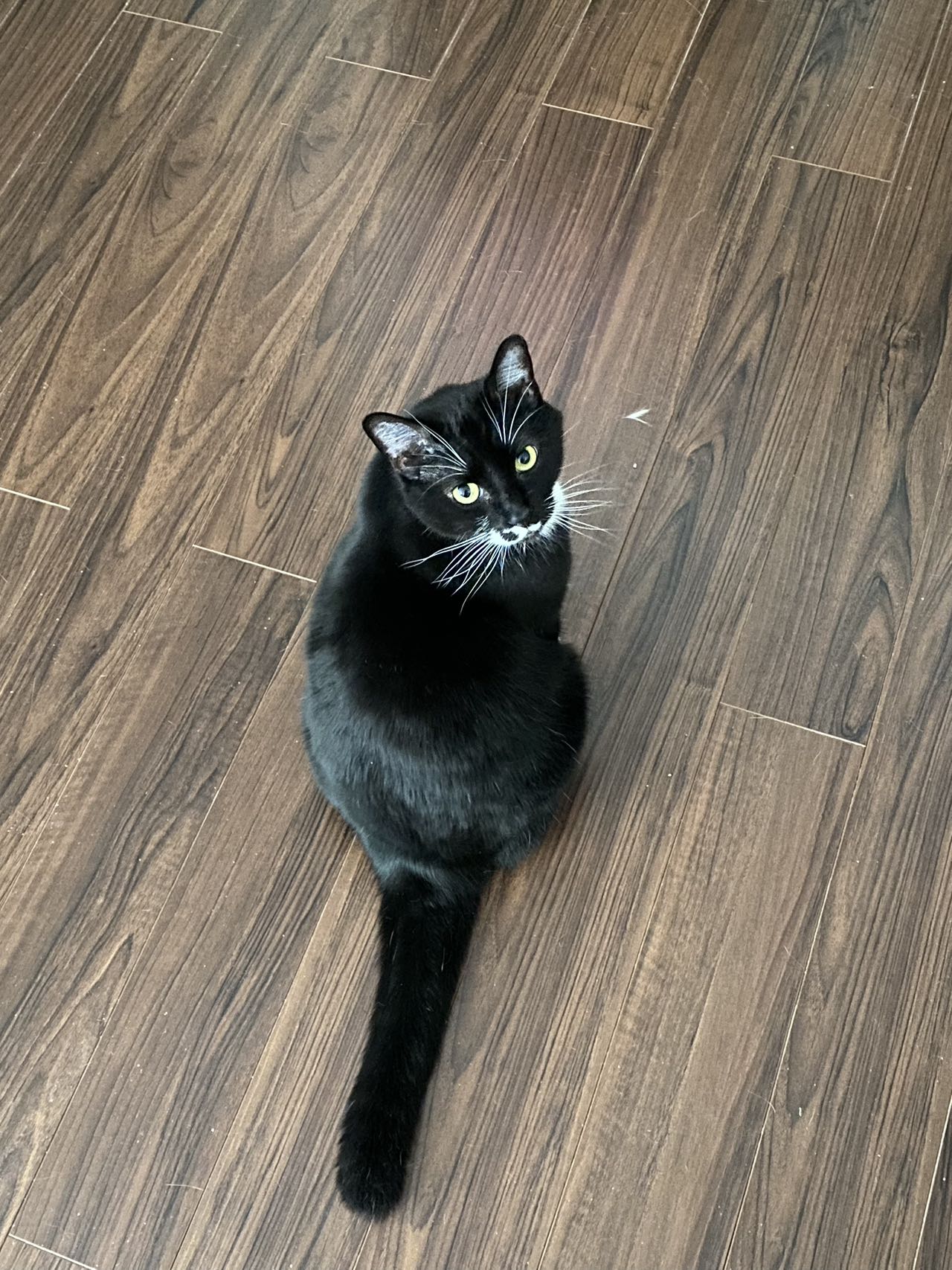 SUSU(ADOPTED)