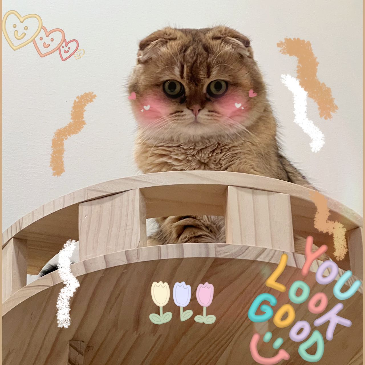 Flower「花花」(ADOPTED)