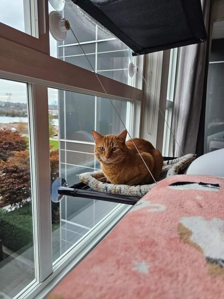 Harry The Cat (ADOPTED)