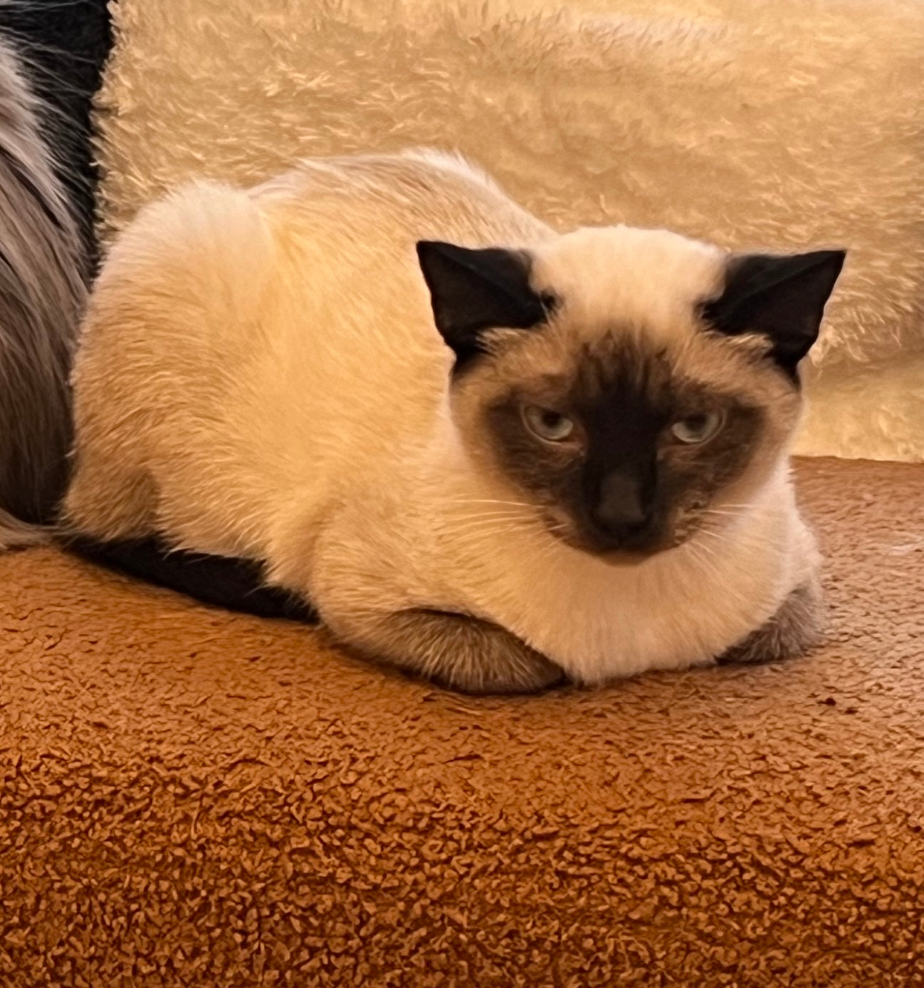 Ramen(ADOPTED)