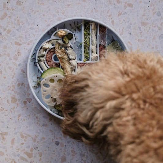 OLLIE B. GOOD zoomies slow feeder bowl | blueberry