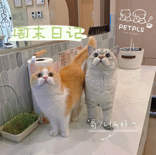 Bagel🥯(贝果)