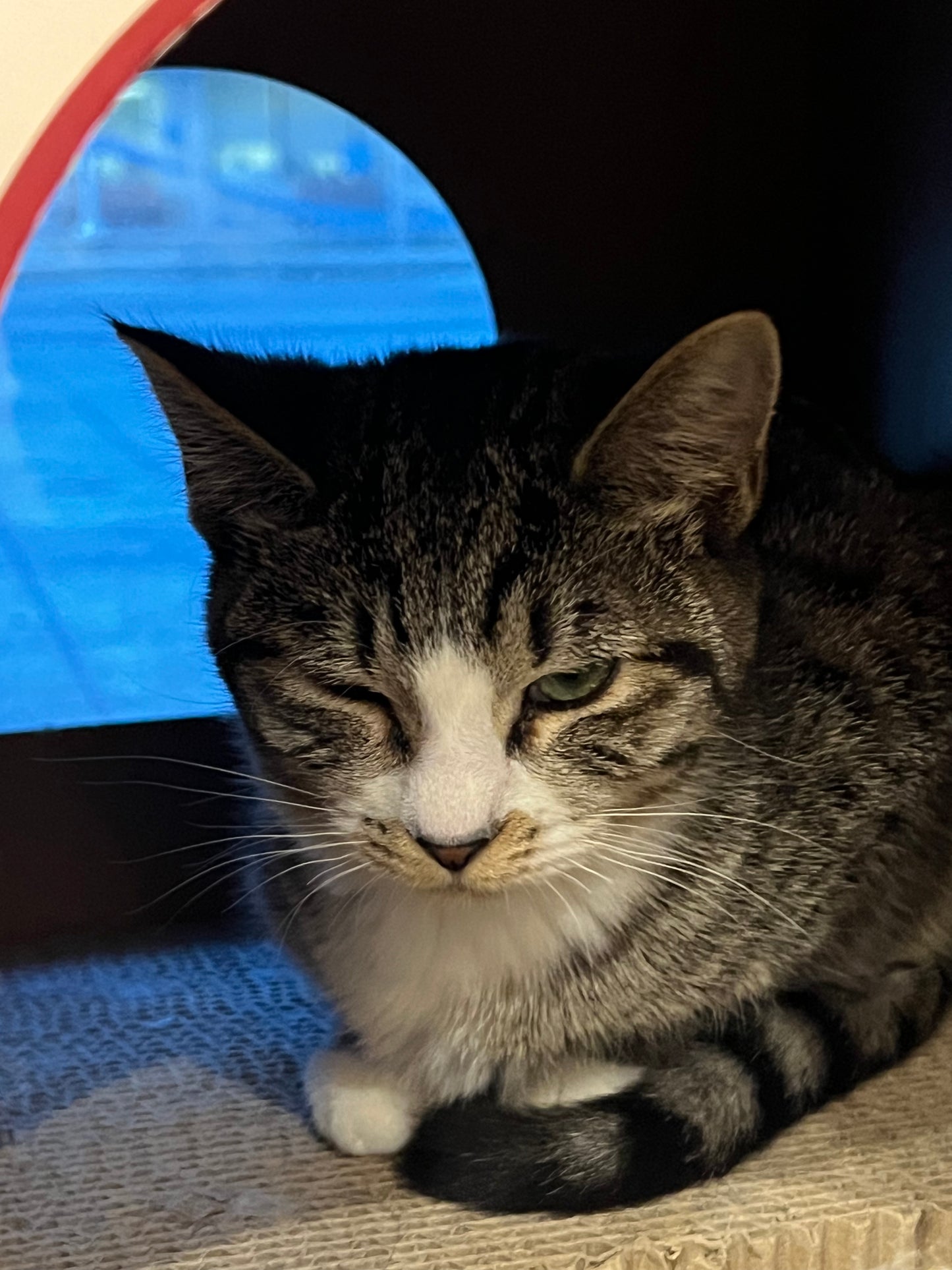 Hocus Pocus(ADOPTED)