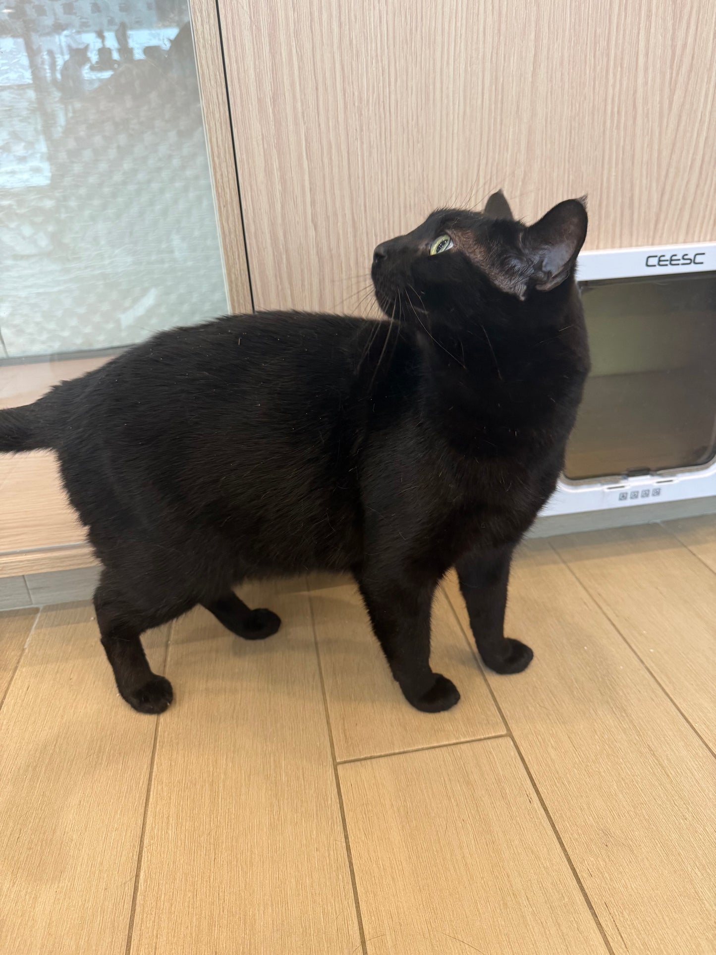 Binx(MOUNTAINSIDE)