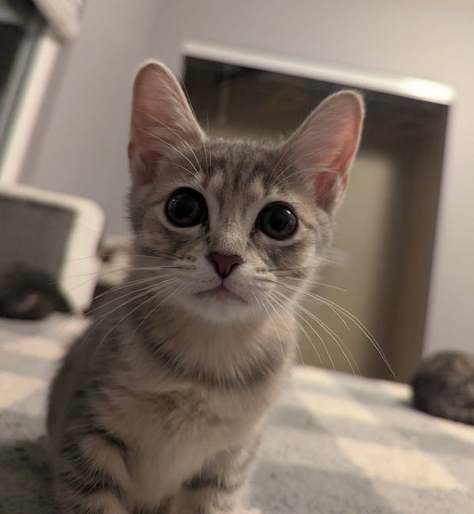 Acorn(ADOPTED)