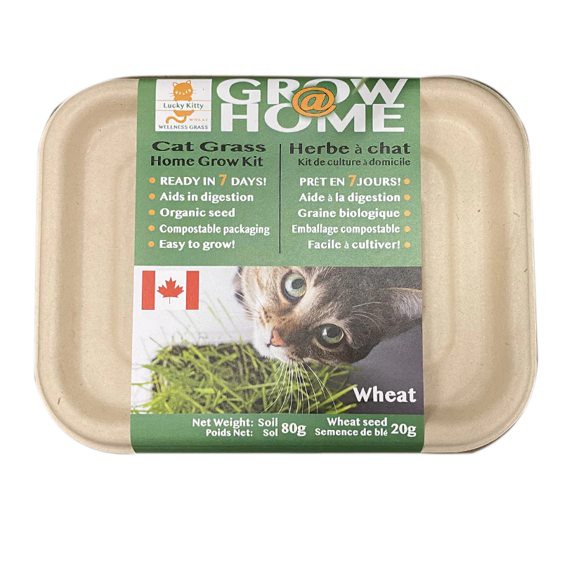 Lucky Kitty Grow at Home Cat Grass PETPLS