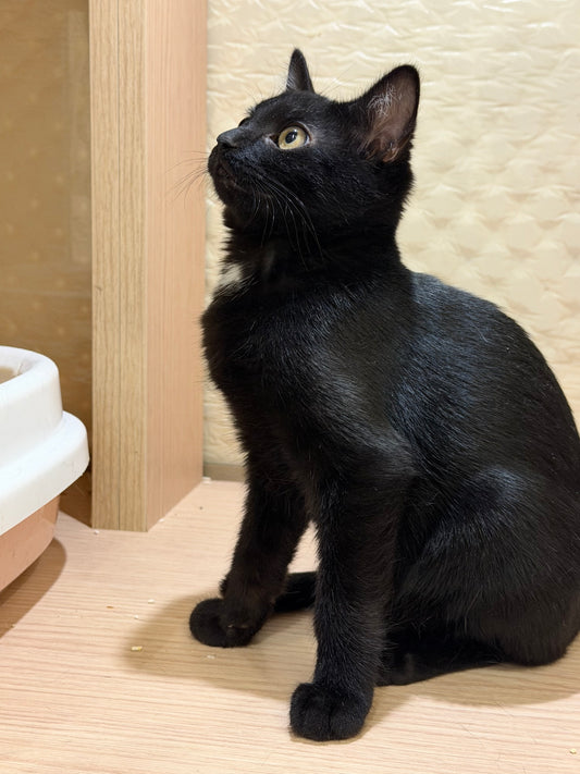 Pastis(ADOPTED)