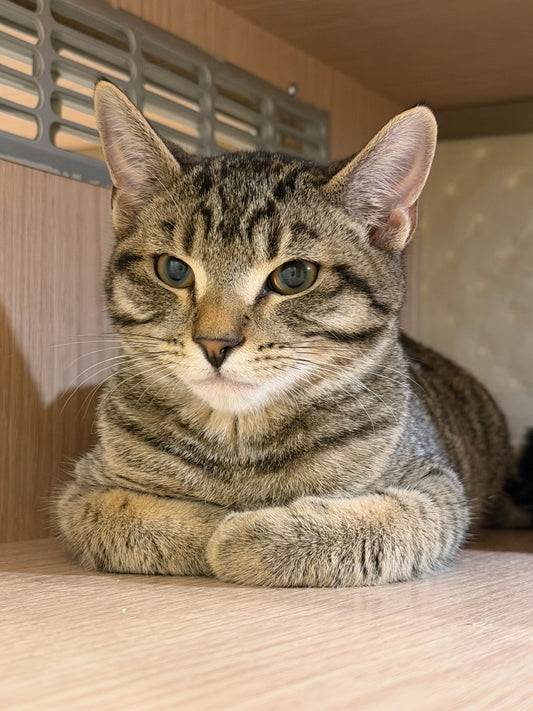 Eeyore(ADOPTED)