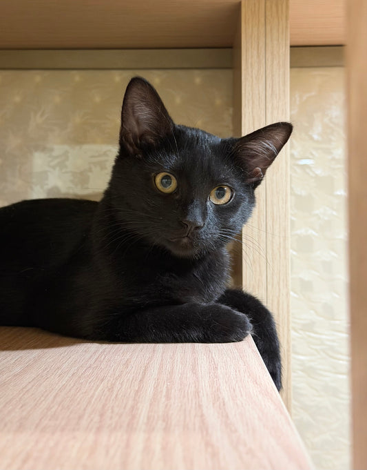 Sambuca(ADOPTED)