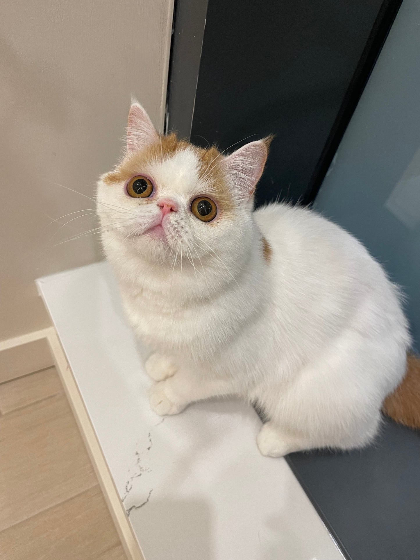 MILK FOAM(奶盖)