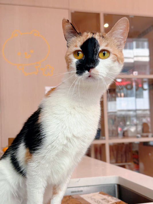 Lucy(ADOPTED)