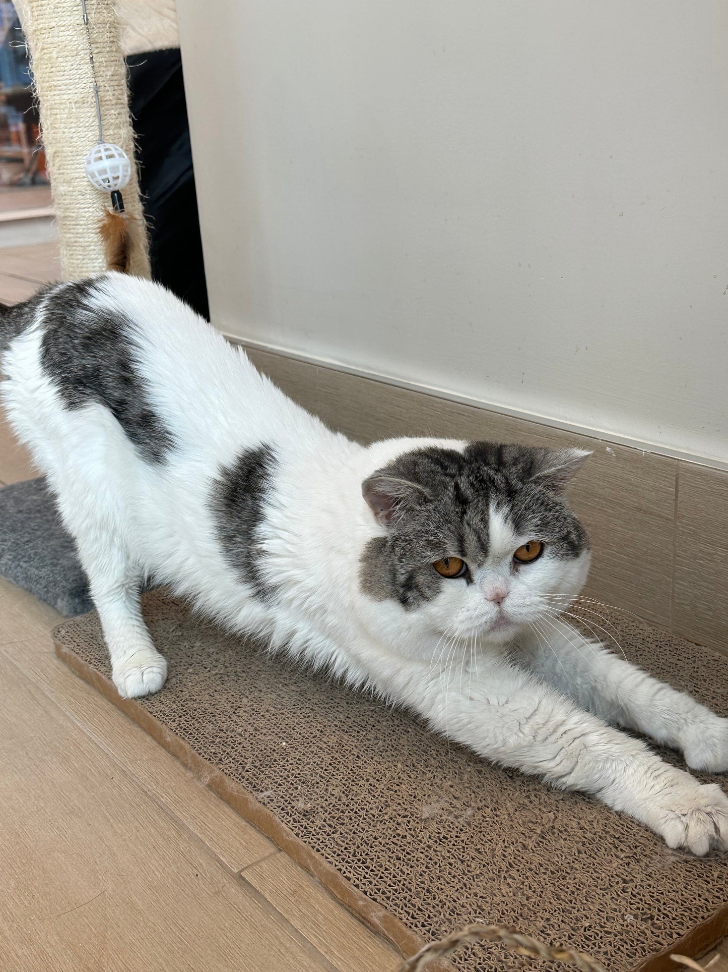Grey(灰灰)(ADOPTED)