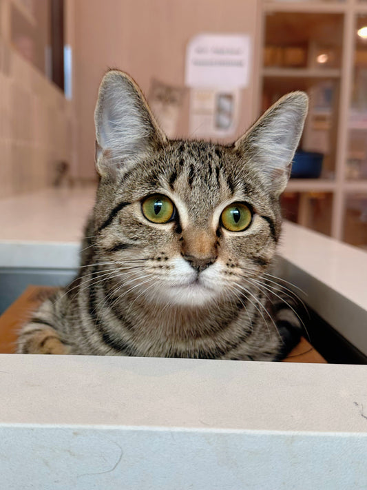 Hazelnut(ADOPTED)