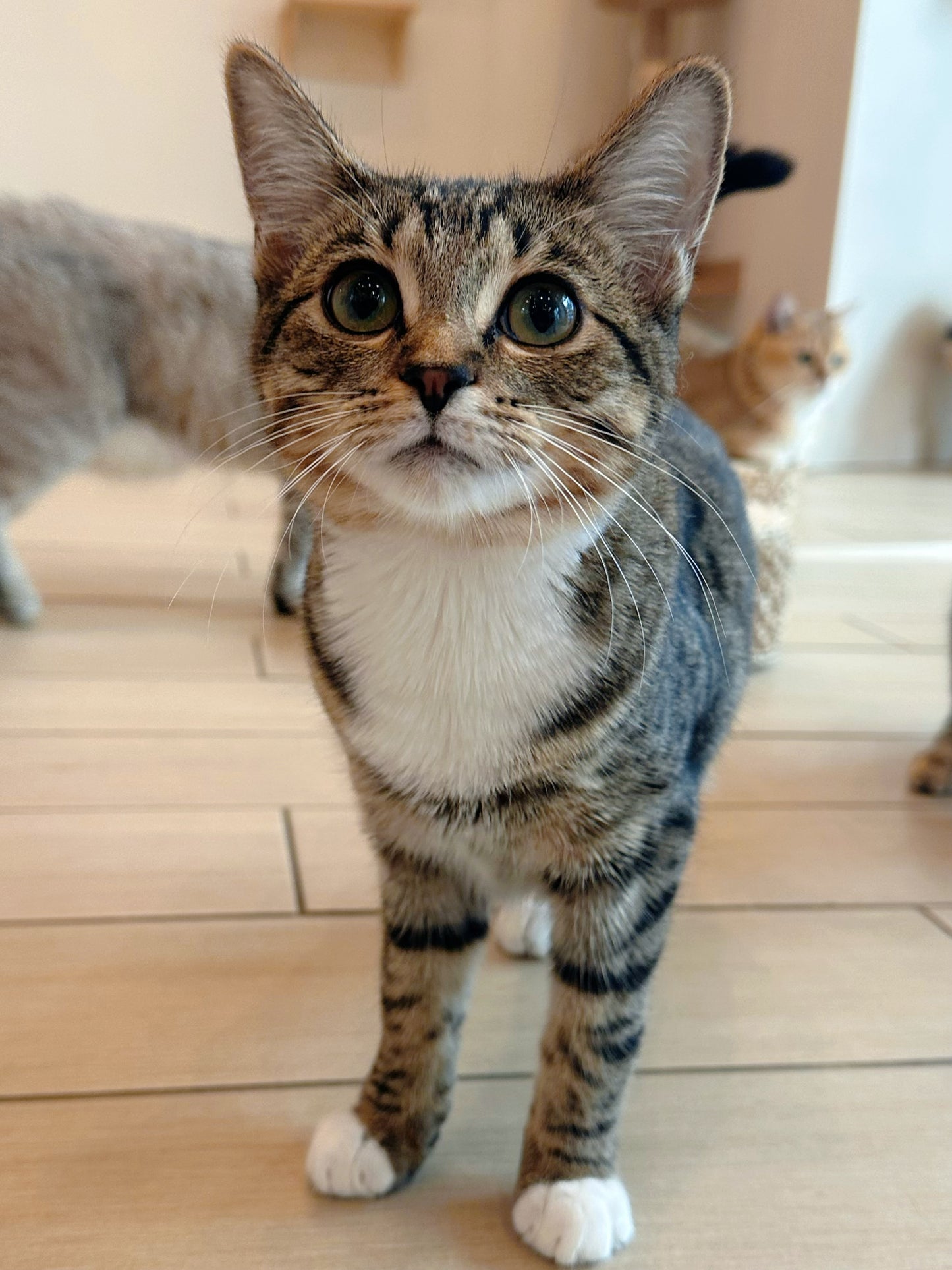 Walnut(ADOPTED)