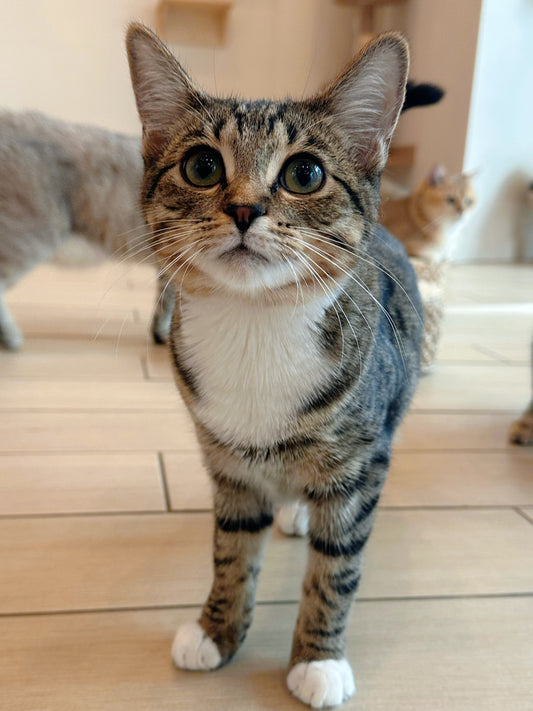 Walnut(ADOPTED)