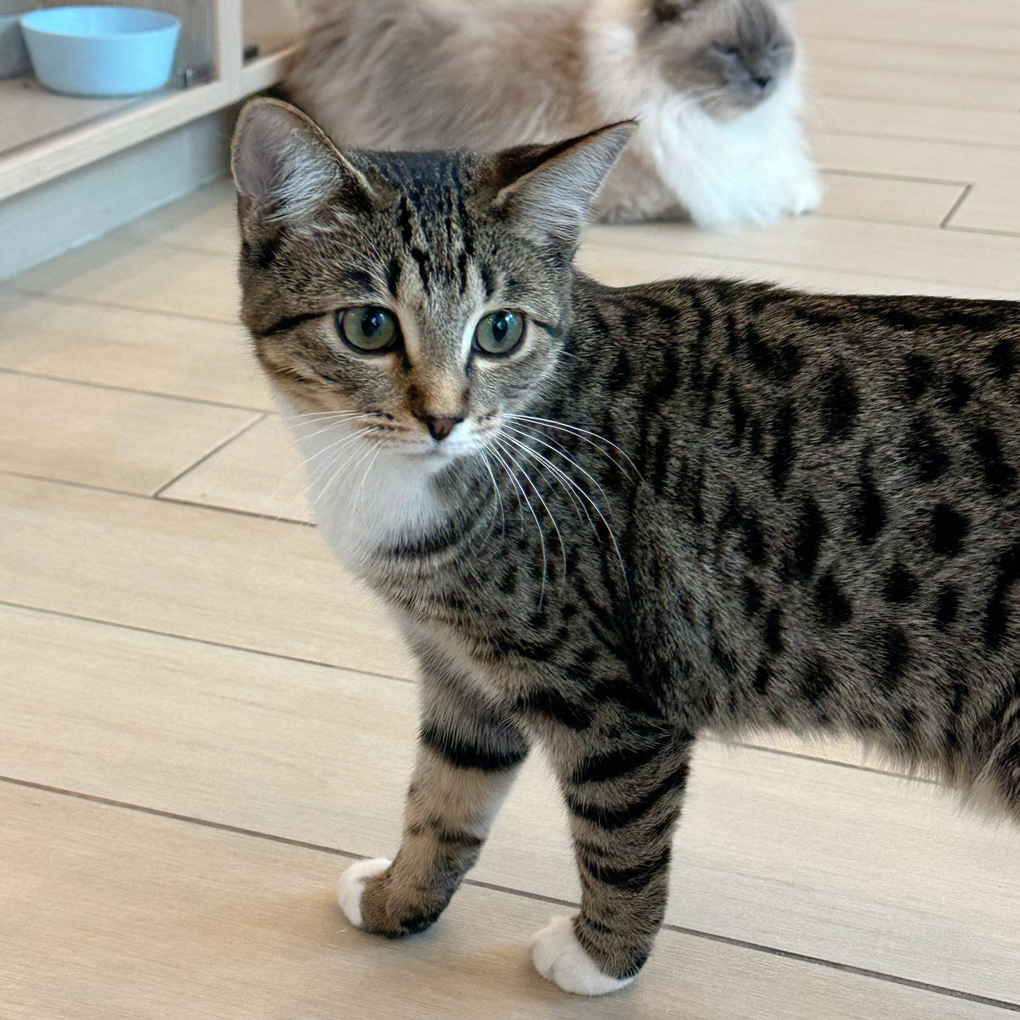 Walnut(ADOPTED)