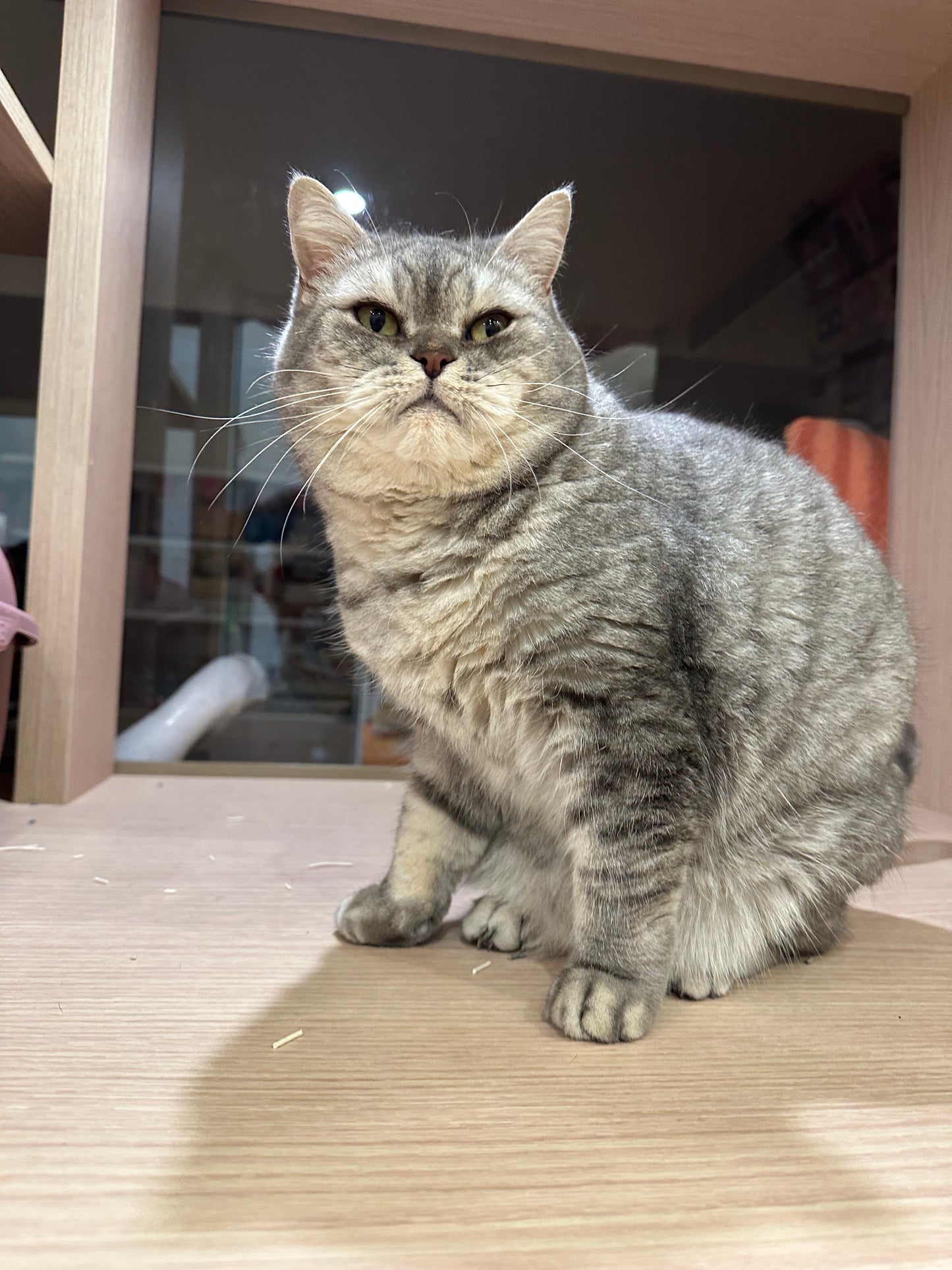 Vava(ADOPTED)