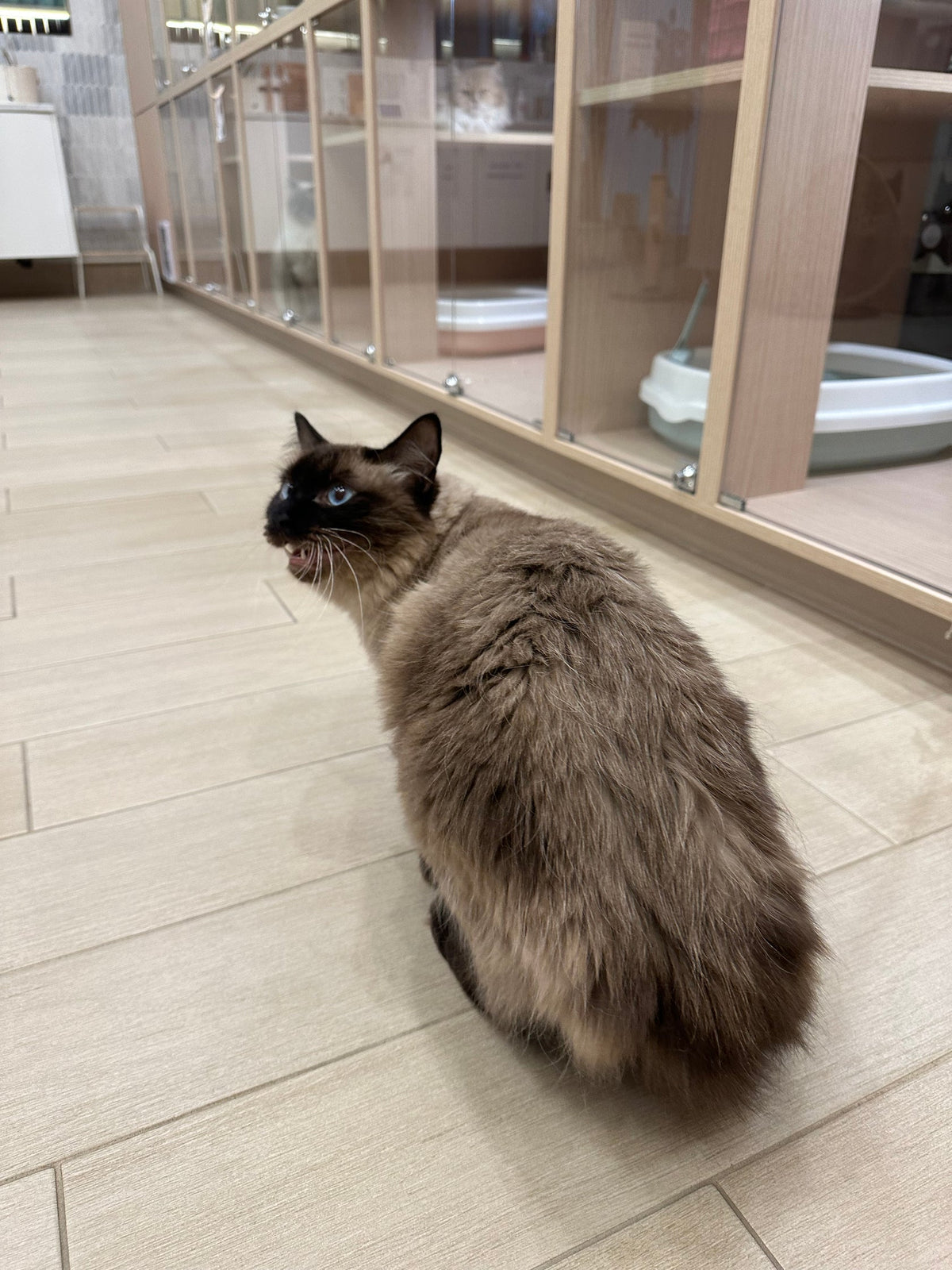 Miso(ADOPTED)
