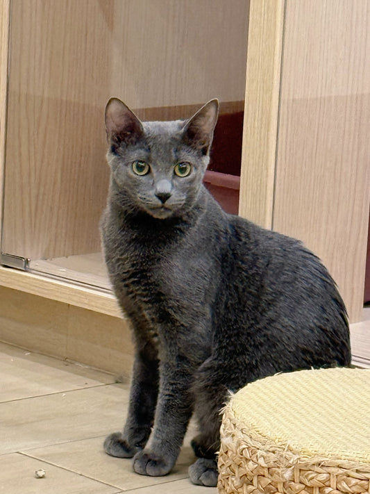 Forest(ADOPTED)