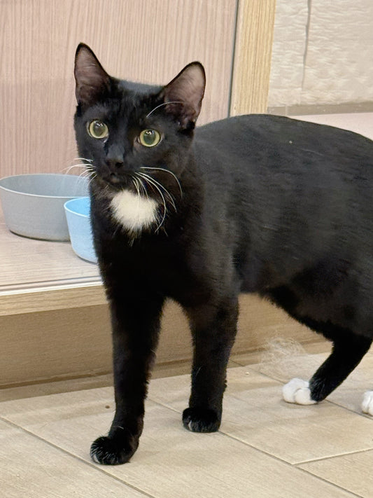 Fairy(ADOPTED)