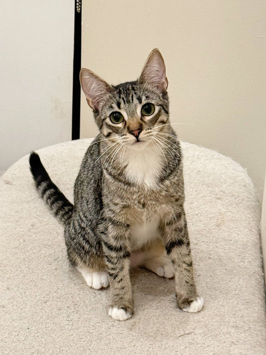 Fable(ADOPTED)