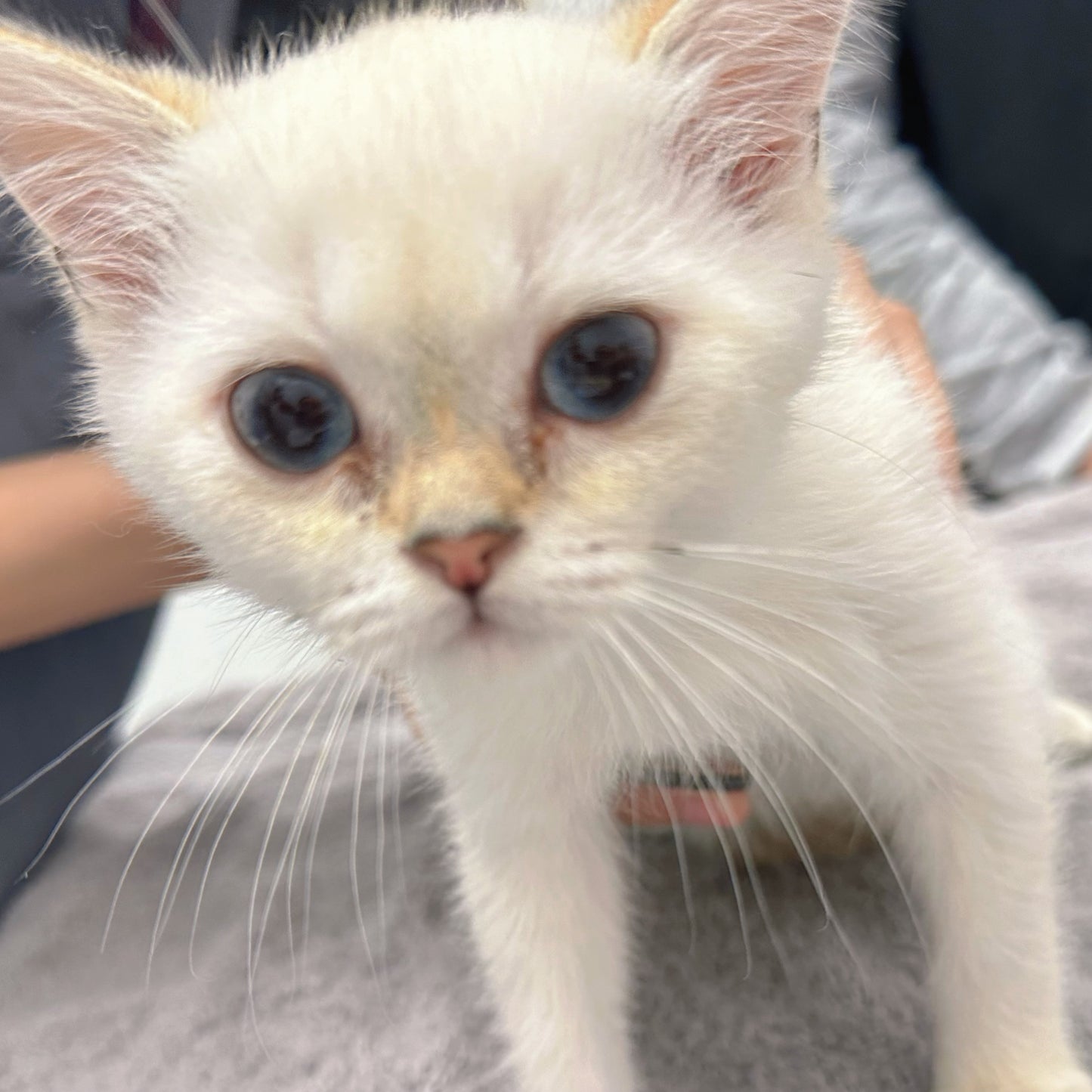 Mango(ADOPTED)