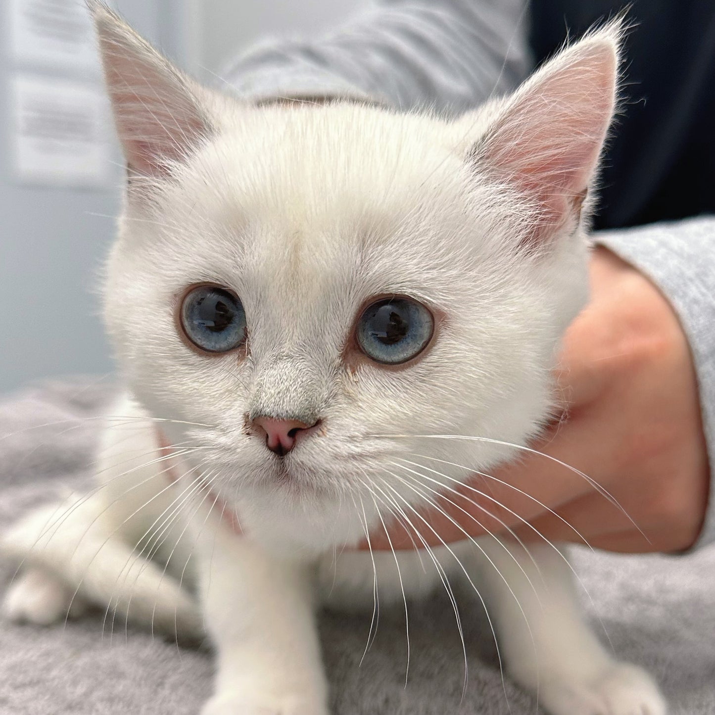 Coconut(ADOPTED)