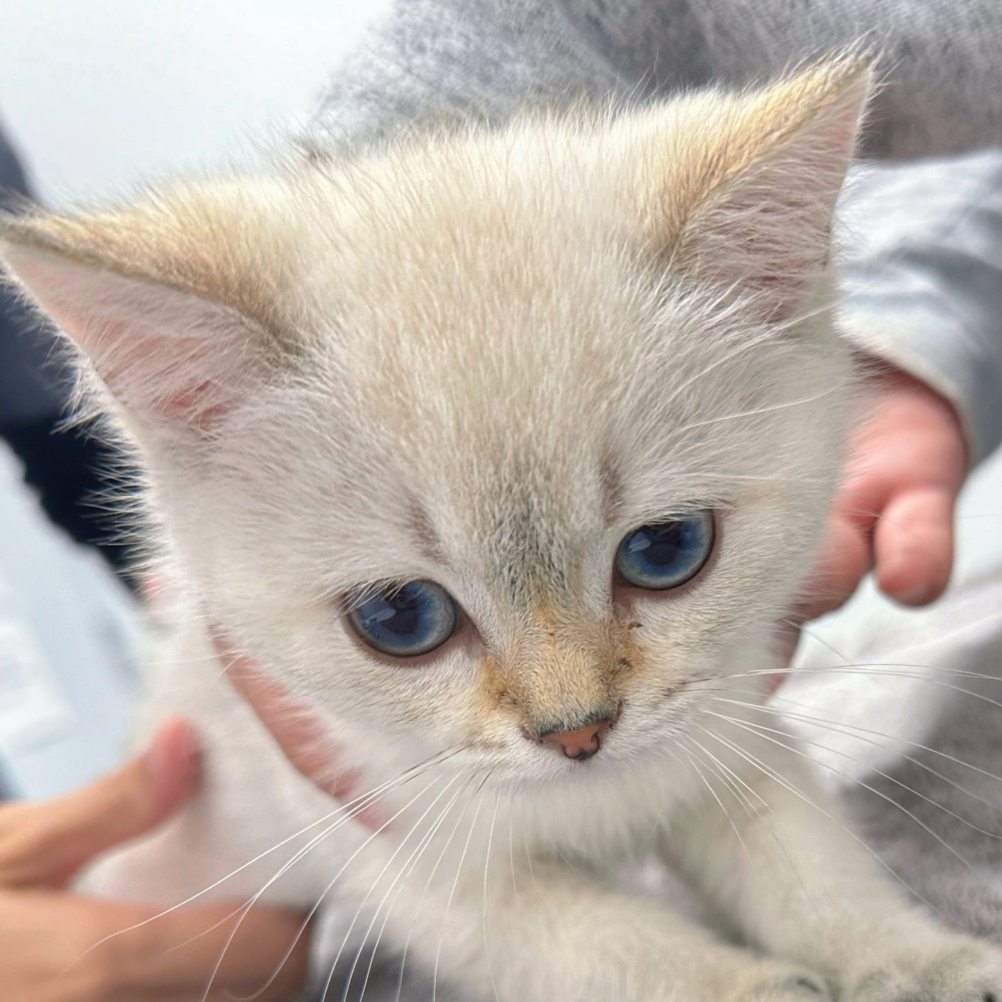 Kiwi(ADOPTED)