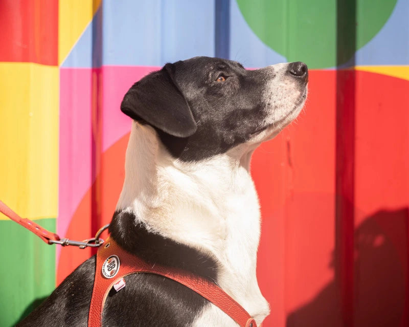 Buddy Belts Harnesses – Limited Edition
