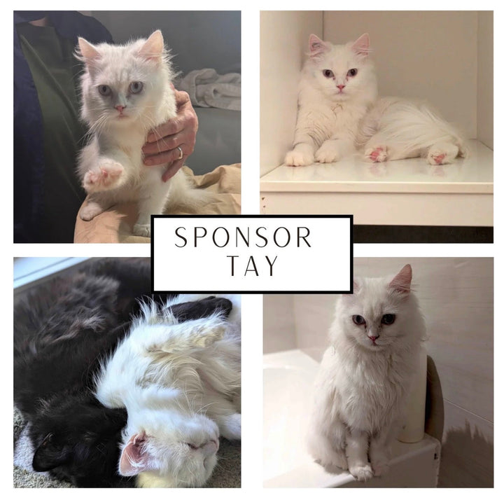 "forever-kitten" spirit By Vancouver Orphan Kitten Rescue Association