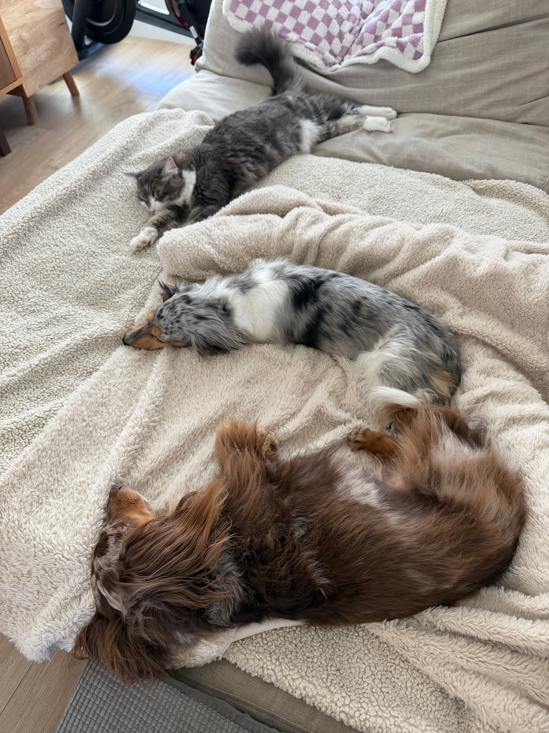 Sweetest "Accident" By Justyne, Ollie, Winnie and Willie