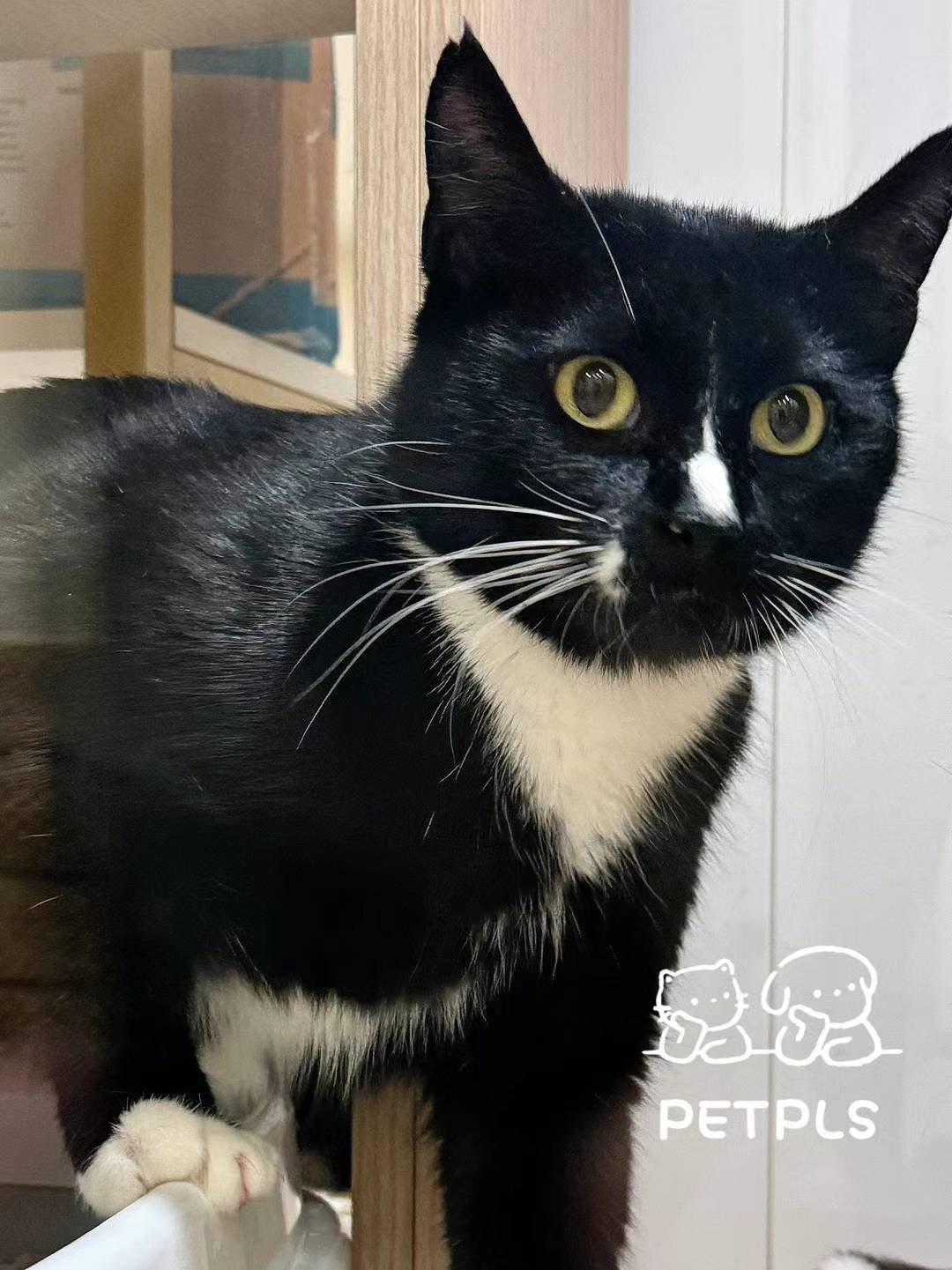 Misty（ADOPTED）