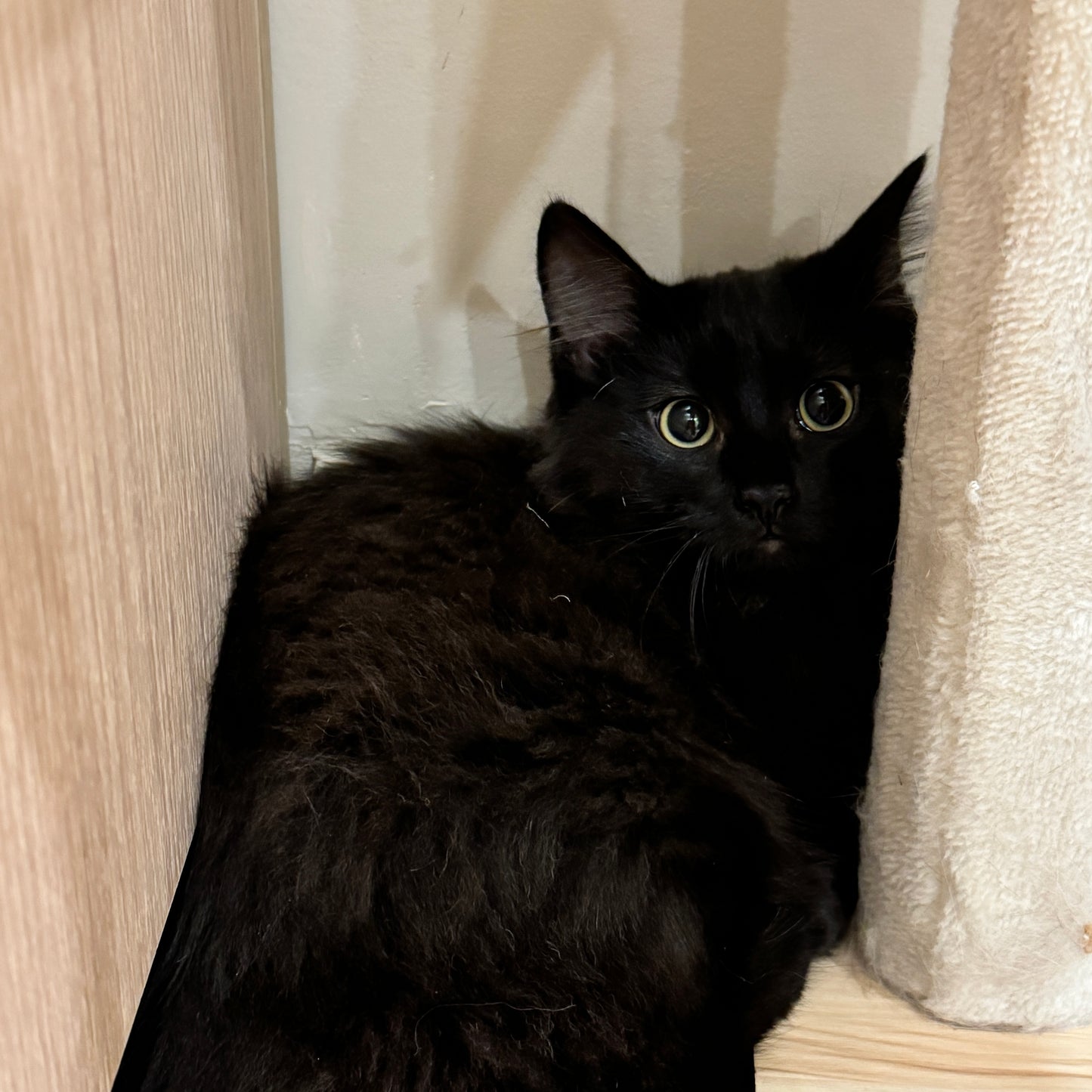 Summer（ ADOPTED  ）