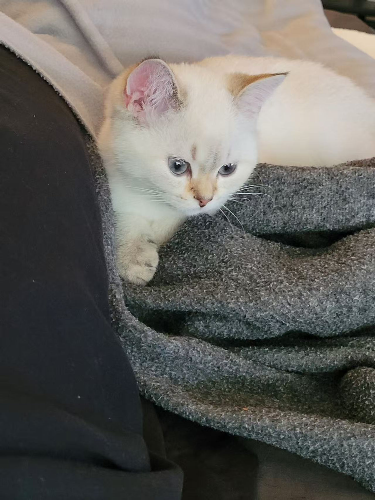 Kiwi（ADOPTED）