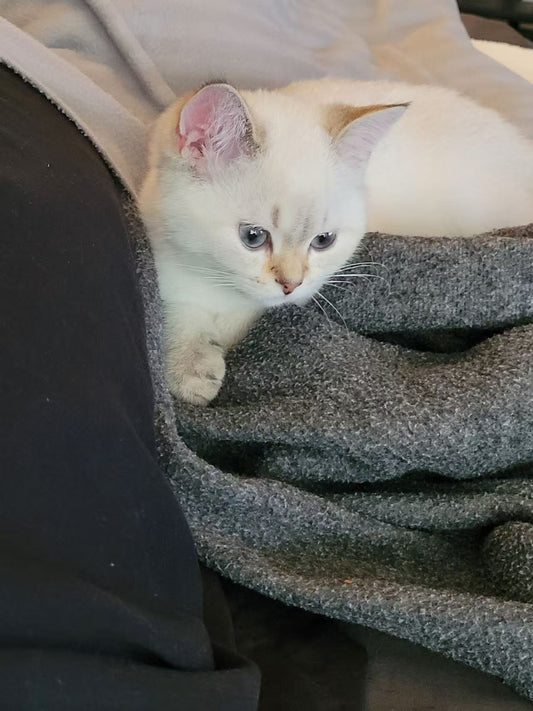 Kiwi（ADOPTED）