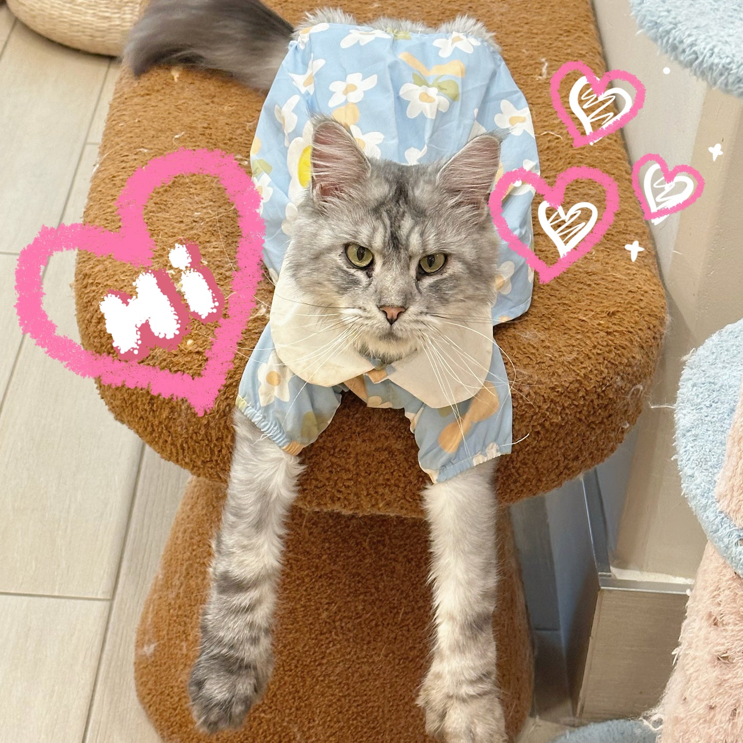 Elffie（阿飞）(ADOPTED)