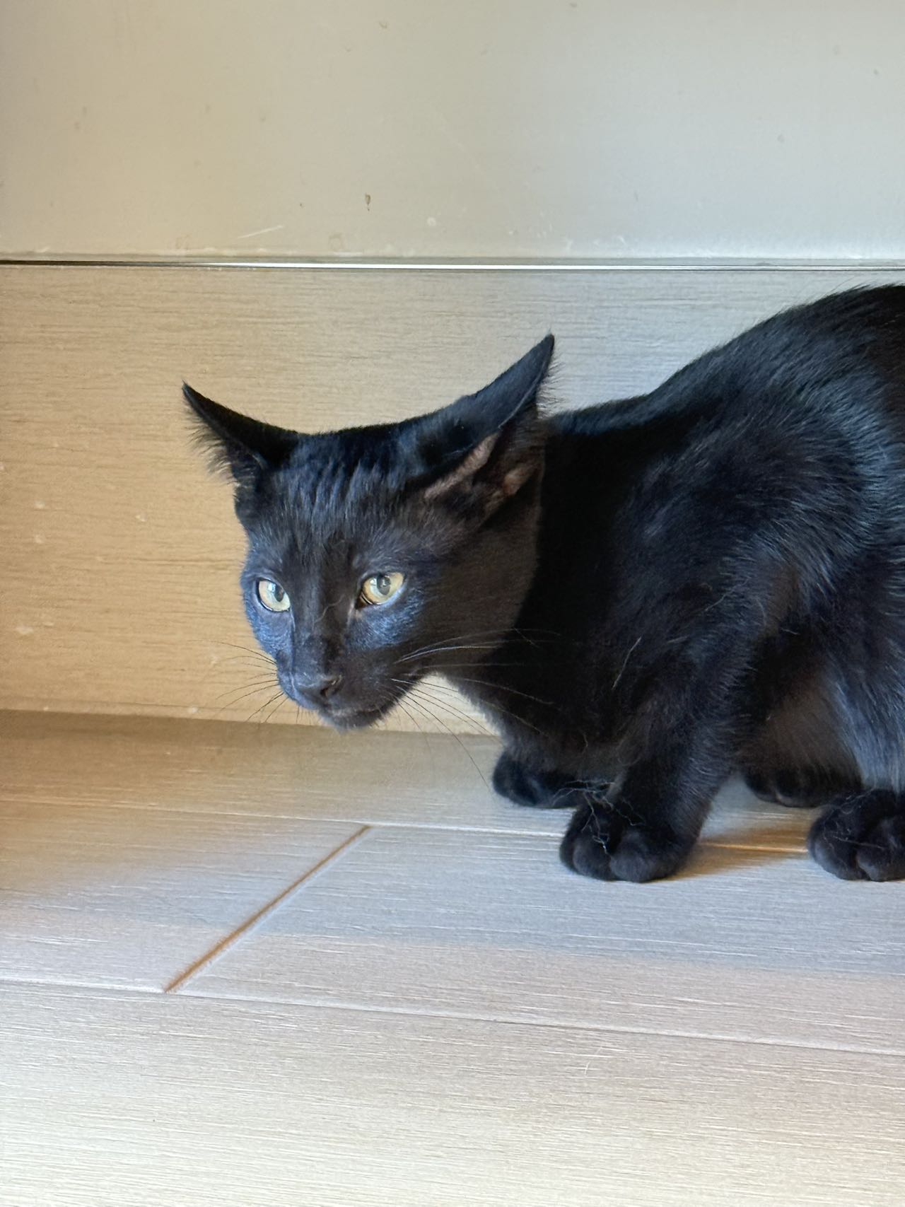 Nike（ADOPTED）