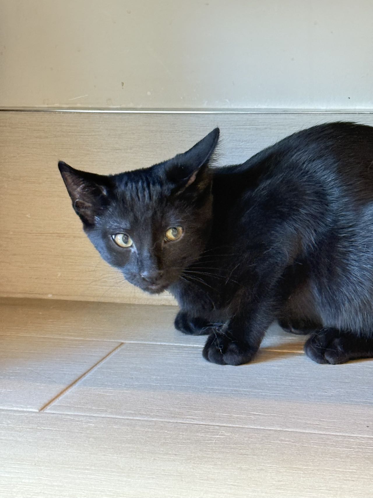 Nike（ADOPTED）