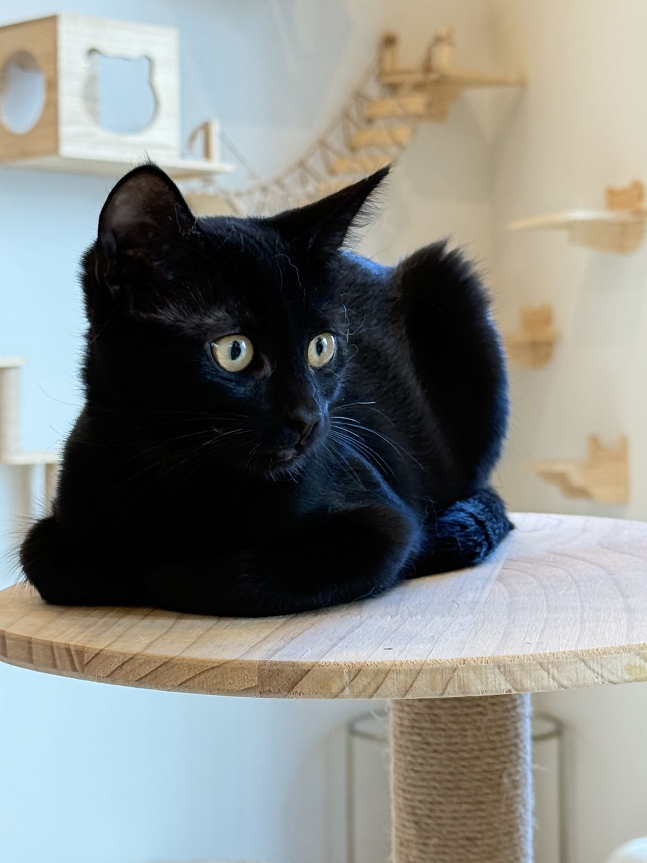 Shane(ADOPTED)