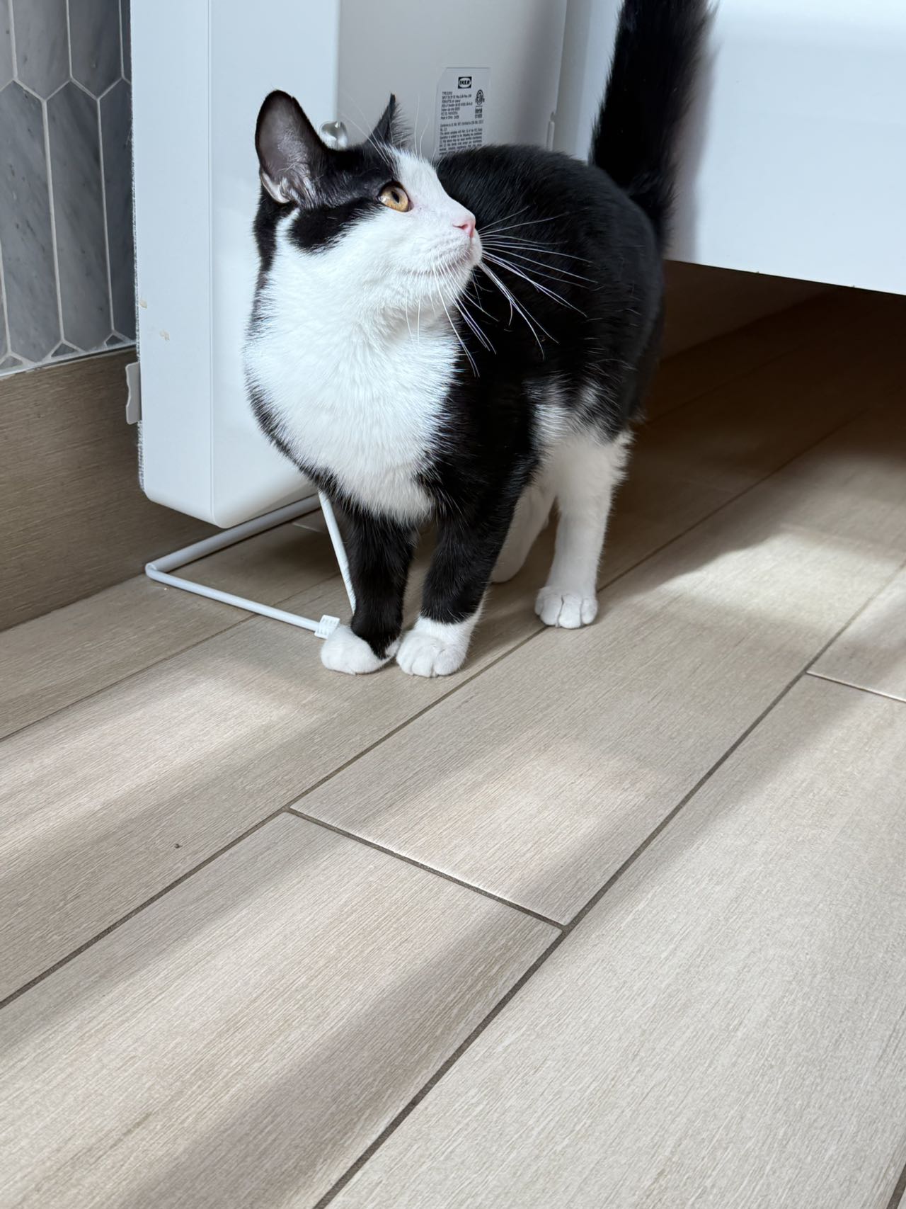 Munchkin（ADOPTED）
