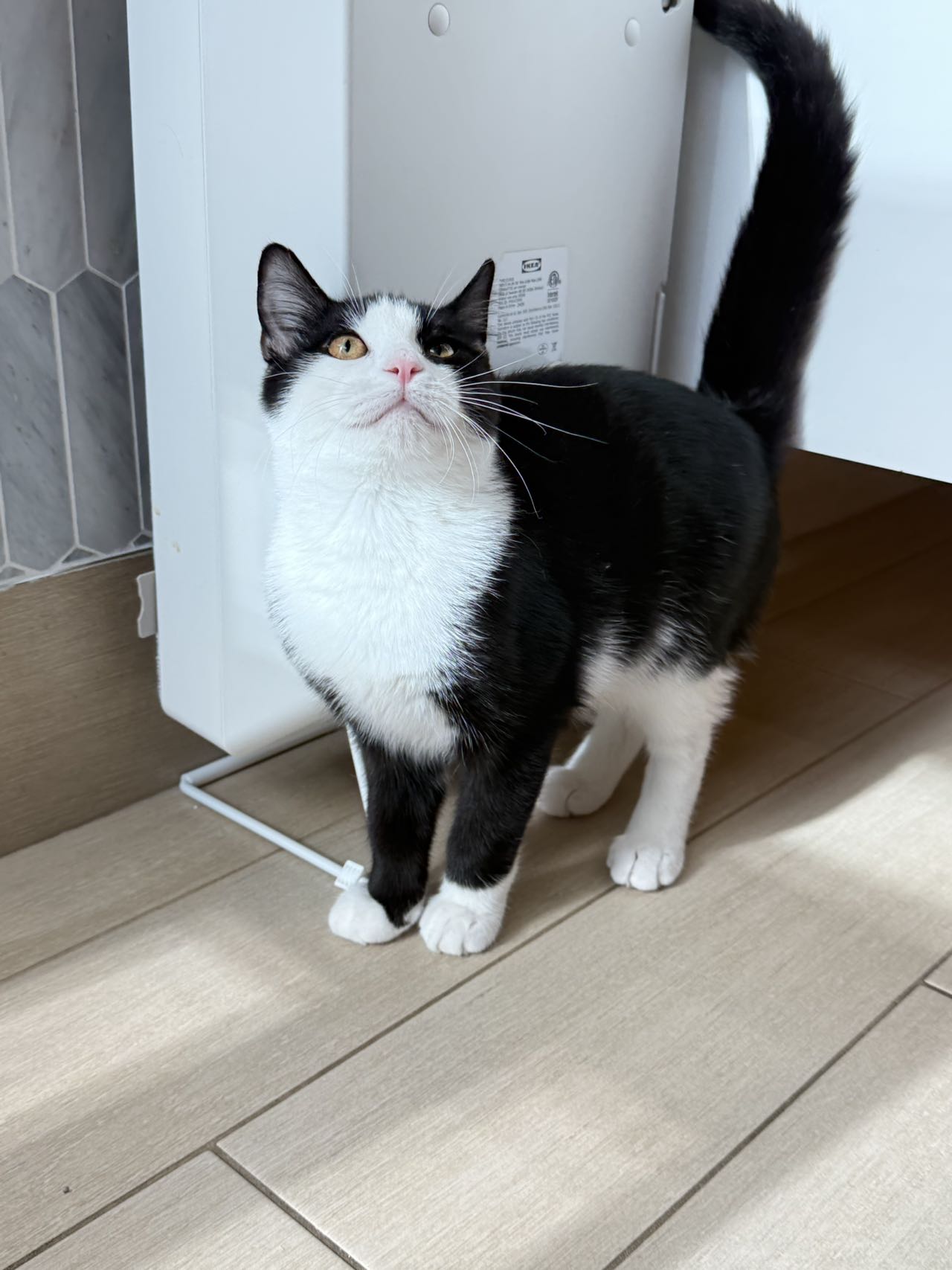 Munchkin（ADOPTED）