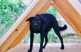 Load image into Gallery viewer, Cali（MOUNTAINSIDE）
