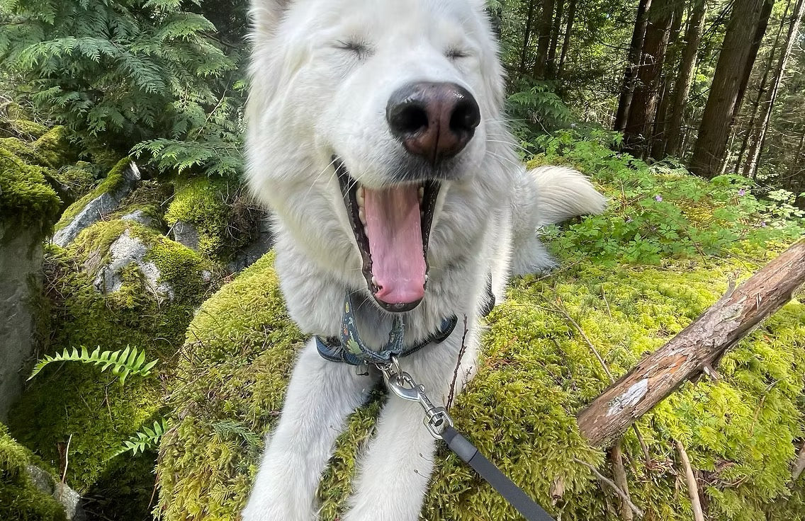 Steve（MOUNTAINSIDE）