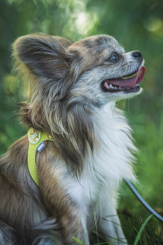 Buddy Belt Harnesses – Limited Edition