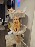 Load image into Gallery viewer, Harry The Cat (ADOPTED）
