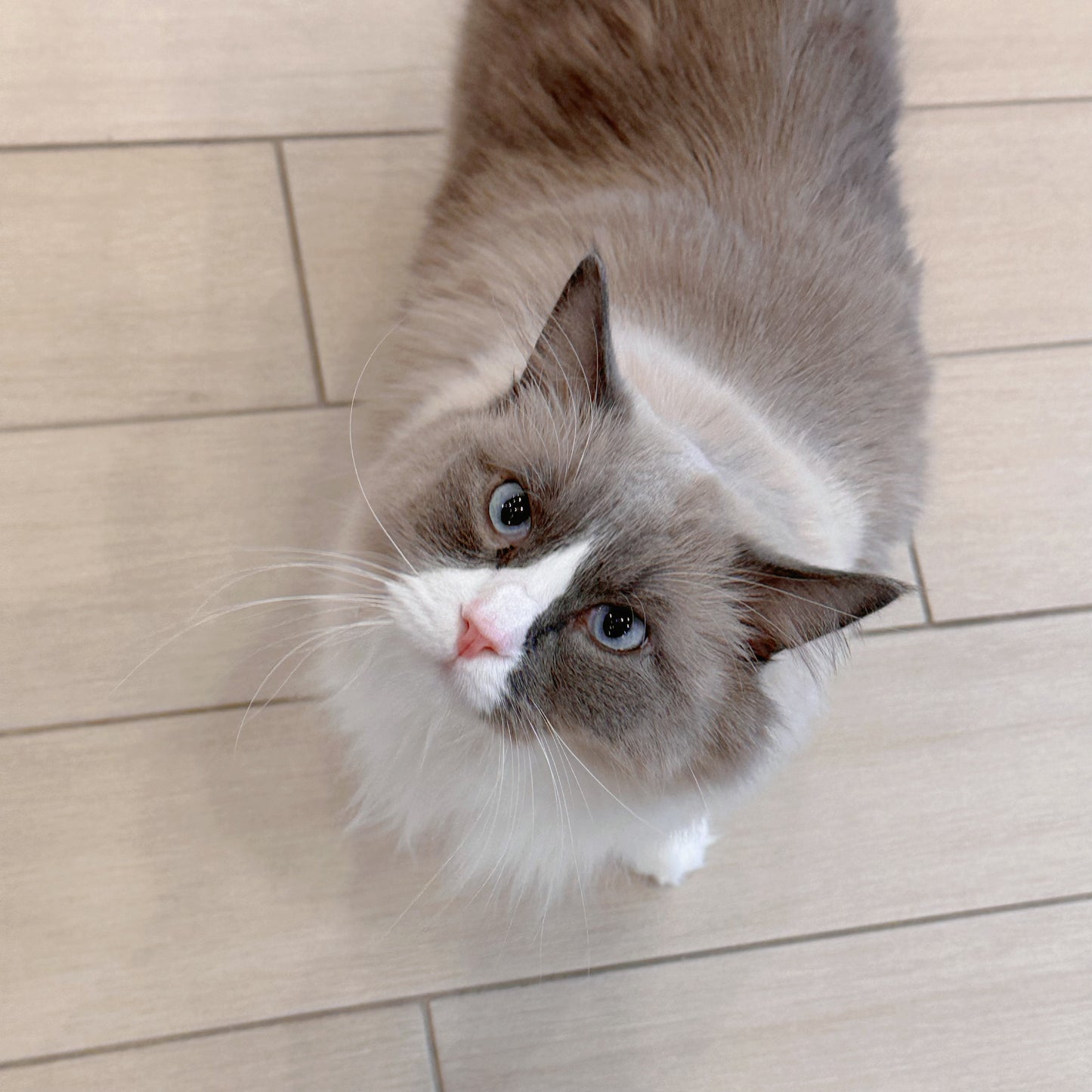 Bobo（ADOPTED）